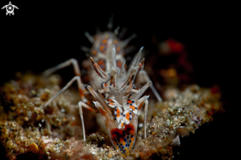 A Phyllognathia ceratophthalma | Spiny Tiger Shrimp