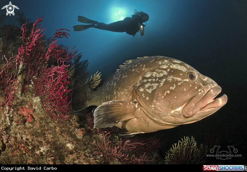 Gemma and a big Medes Islands grouper 