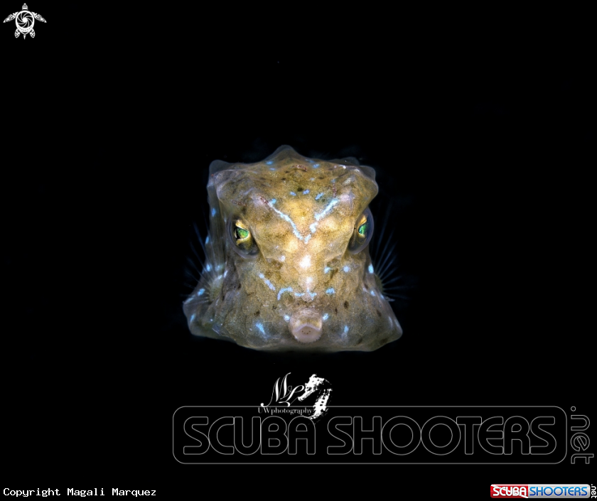 Boxfish 