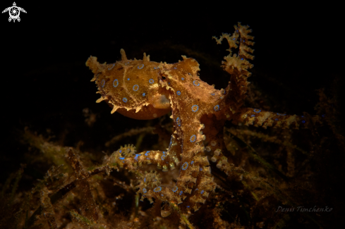 A Hapalochlaena | Blue ring octopus 