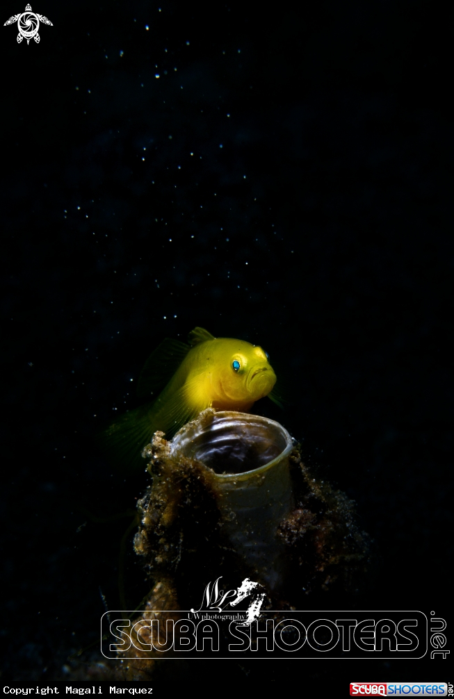 Yellow Goby looking at the stars 