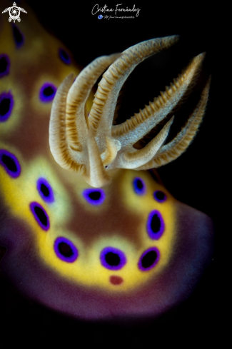 A Goniobranchus kuniei | Nudibranch