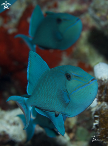 A Odonus niger | Red toothed Triggerfish