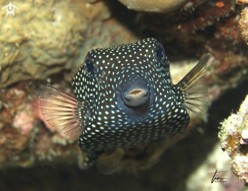 A Ostracion meleagris | Spotted Boxfish