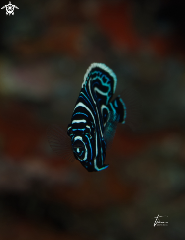 A Pomacanthus imerator | Emperor Angelfish