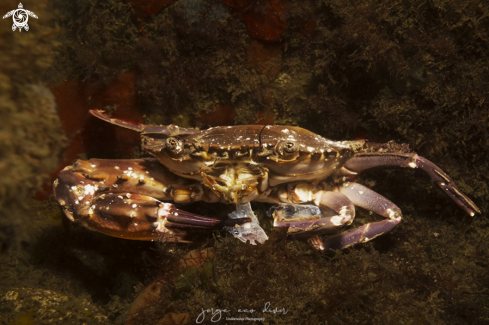 A Charybdis hellerii | Swimming Crab