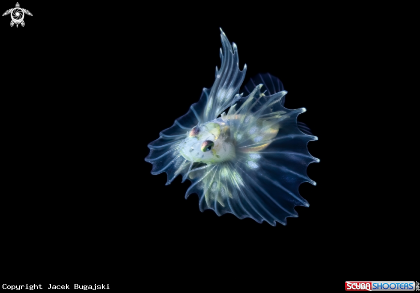 A Lionfish Larva