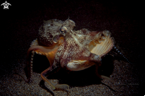 A Amphioctopus marginatus | coconut octopus
