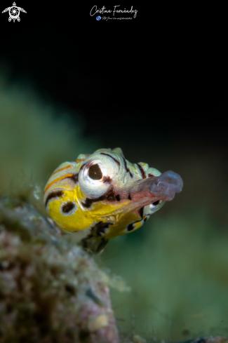 A Corythoichthys flavofasciata - Network pipefish | Pipefish