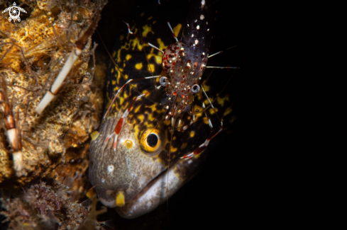 A Urocaridella antonbruunii (Shrimp)  | Cleaner shrimp