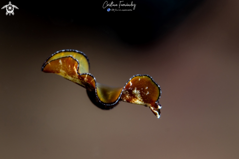A Tytthosoceros lizardensis | Worm