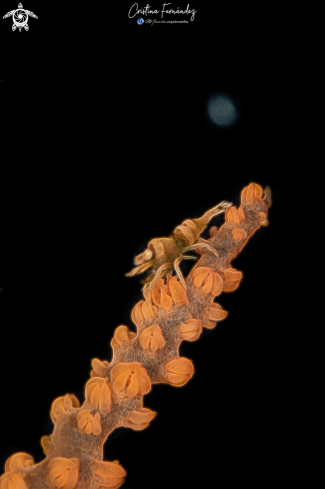 A Pontonides ankeri  | Shrimp