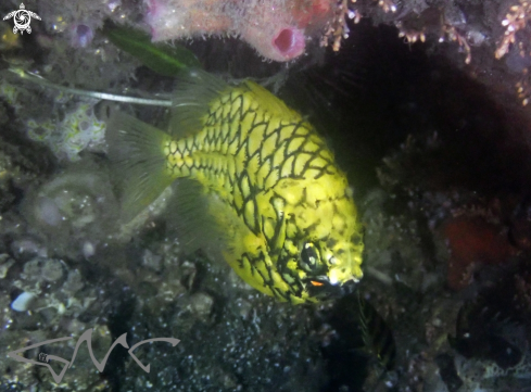 A Cleidopus gloriamaris | Australian Pineapplefish