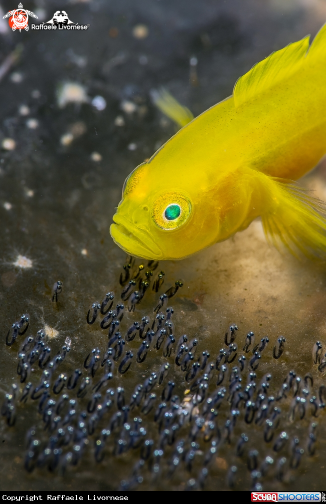 Yellow goby with eggs