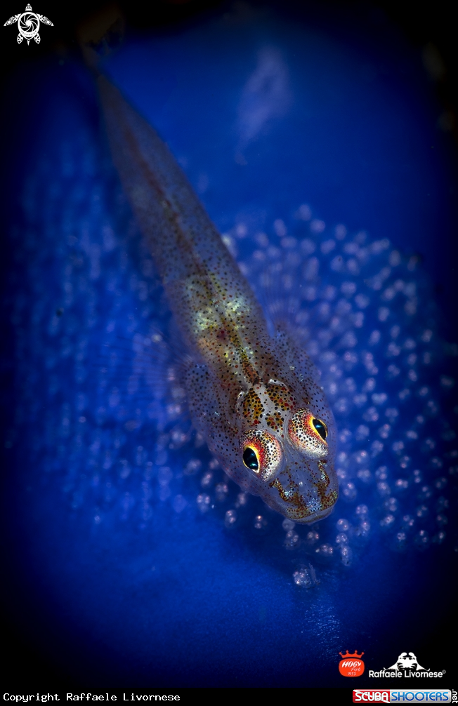 Goby on the Blue tunicate