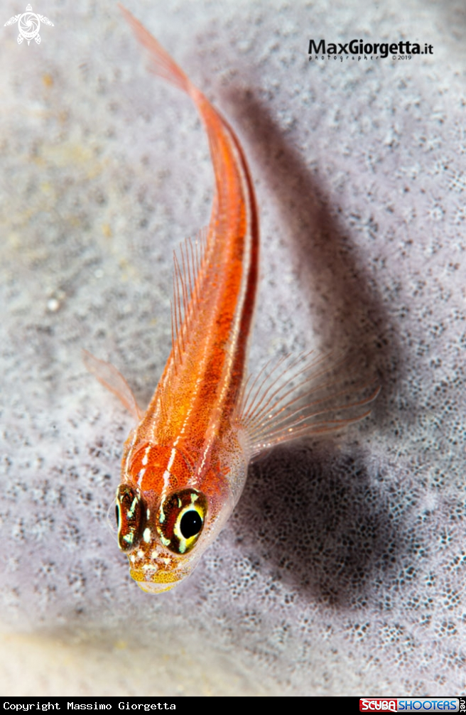 red goby