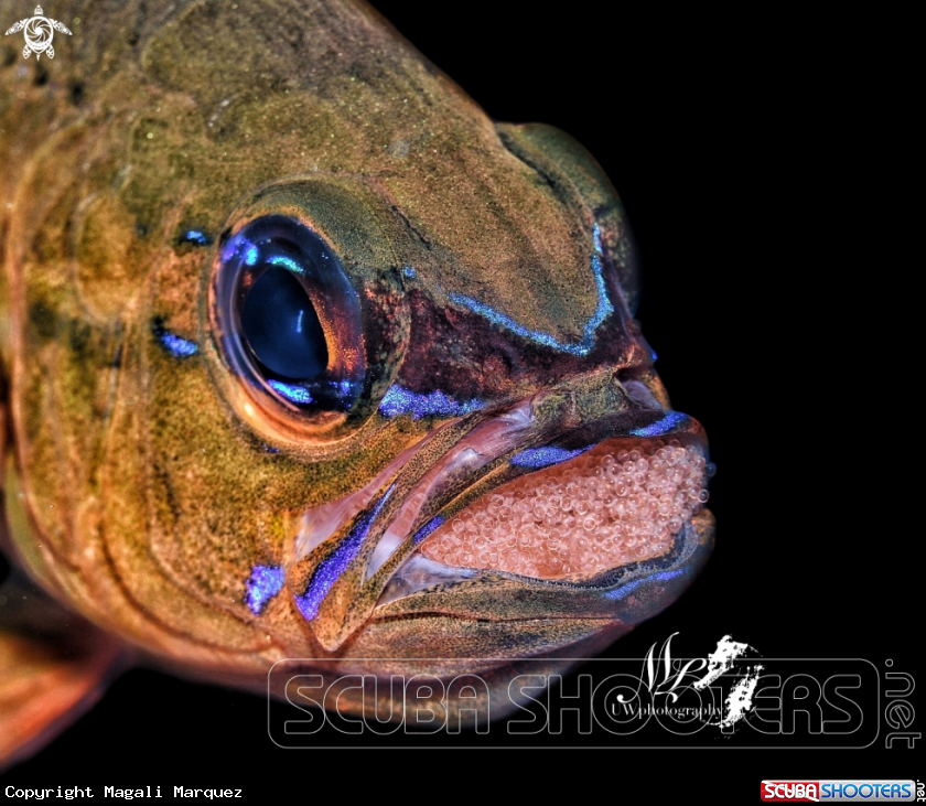 Cardinalfish with eggs 
