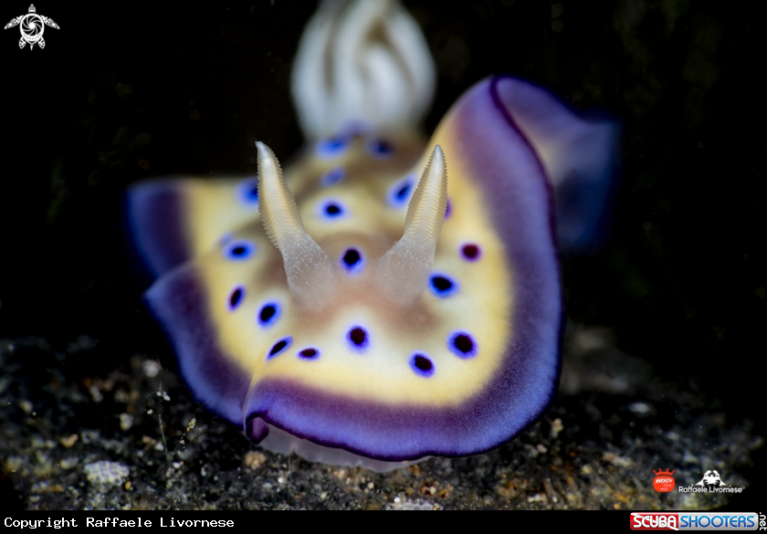 A Butterfly nudibranch