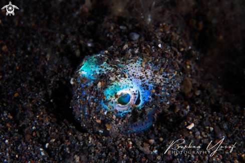 A The bobtail squid