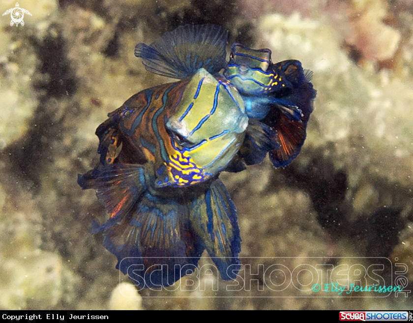 Mating dance of the beautiful Mandarin Fish