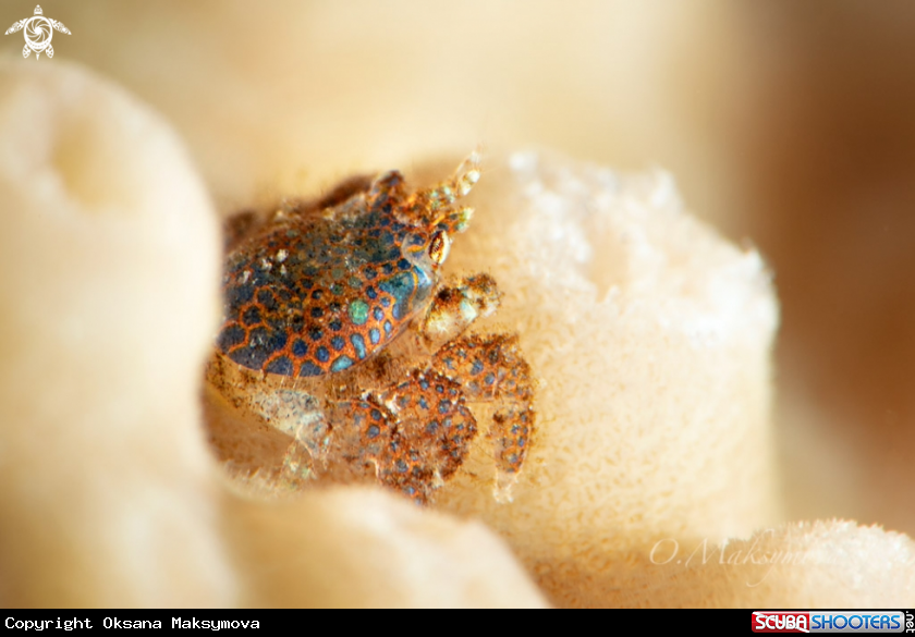 Coral gall crab (Pseudocryptochirus viridis)