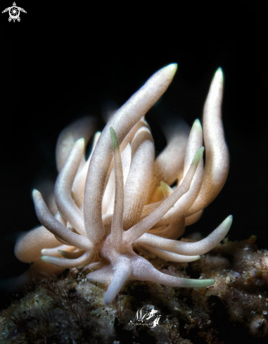 Phyllodesmium briareum  sea snail 