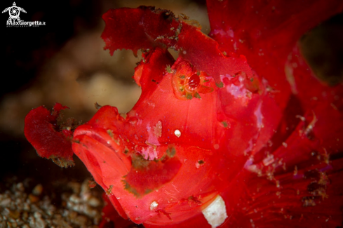 A Rinophia red