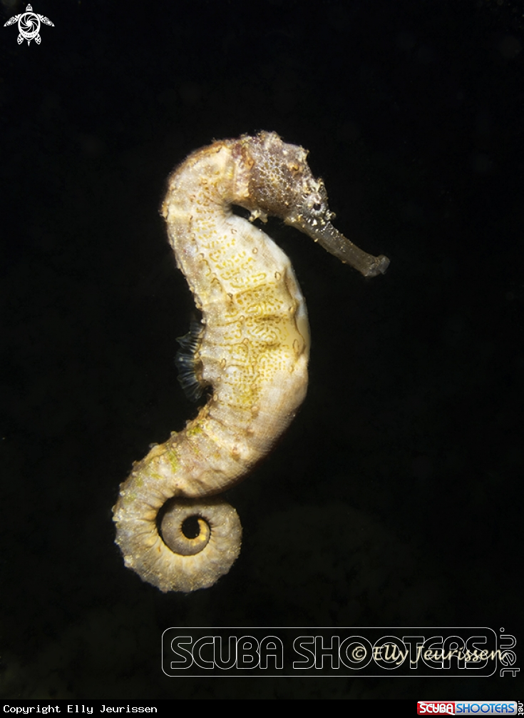 Little seahorse takes a swimm