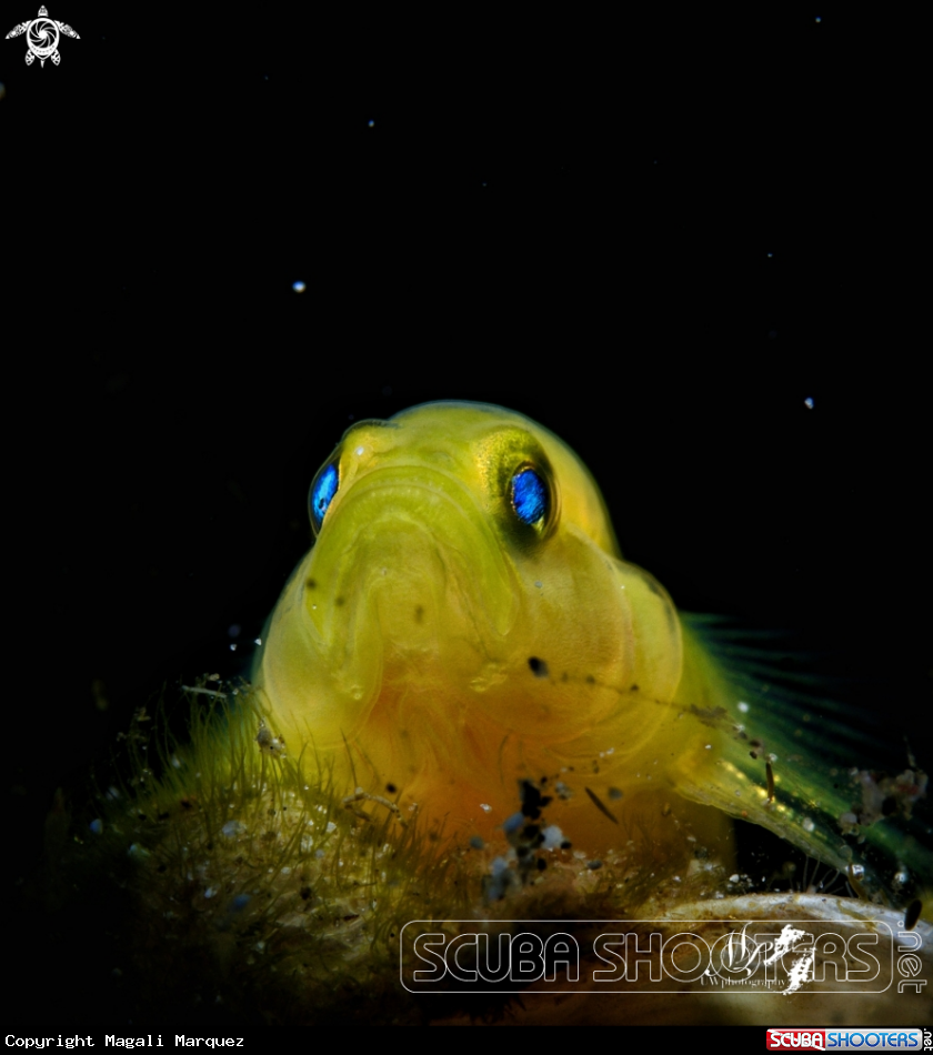 Yellow Gobyfish dreaming 