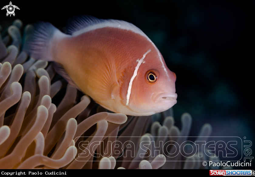 A Pink Anemone Fish