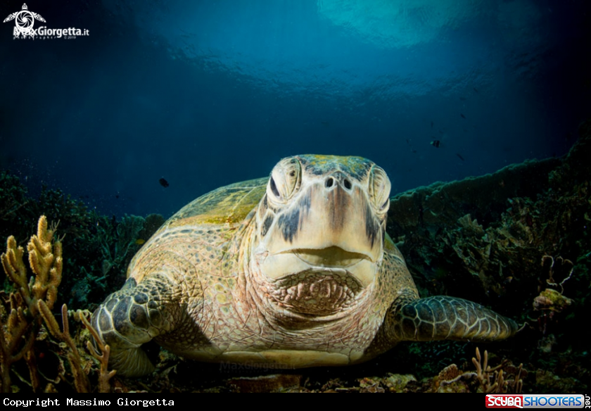 A marine turtle