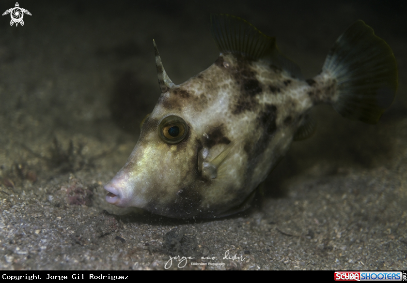 A Planehead filefish