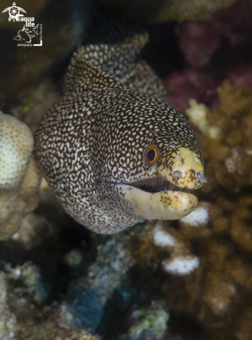 A Gymnothorax eurostus | Abbott's Moray Eel