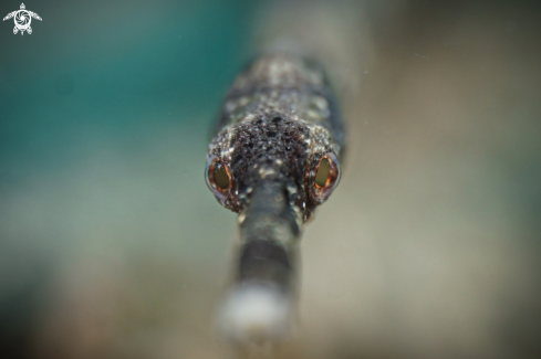 Stick pipefish