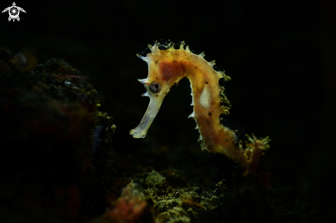 A Hippocampus histrix | Thorny seahorse