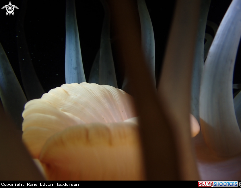 deeplet sea anemone