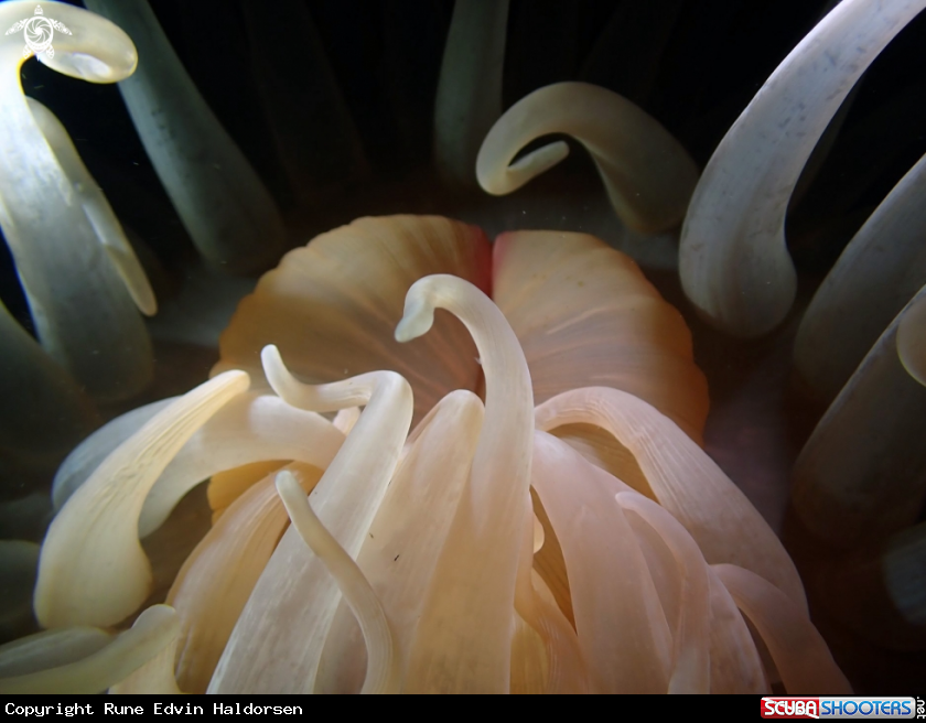 Deeplet sea anemone