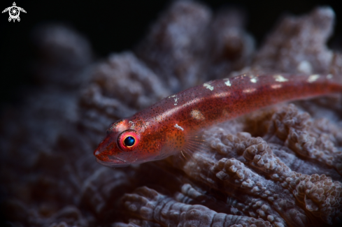 A Bryaninops amplus | Large Whip Goby