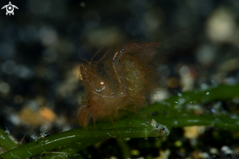 A Phycocaris simulans | Hairy Shrimp