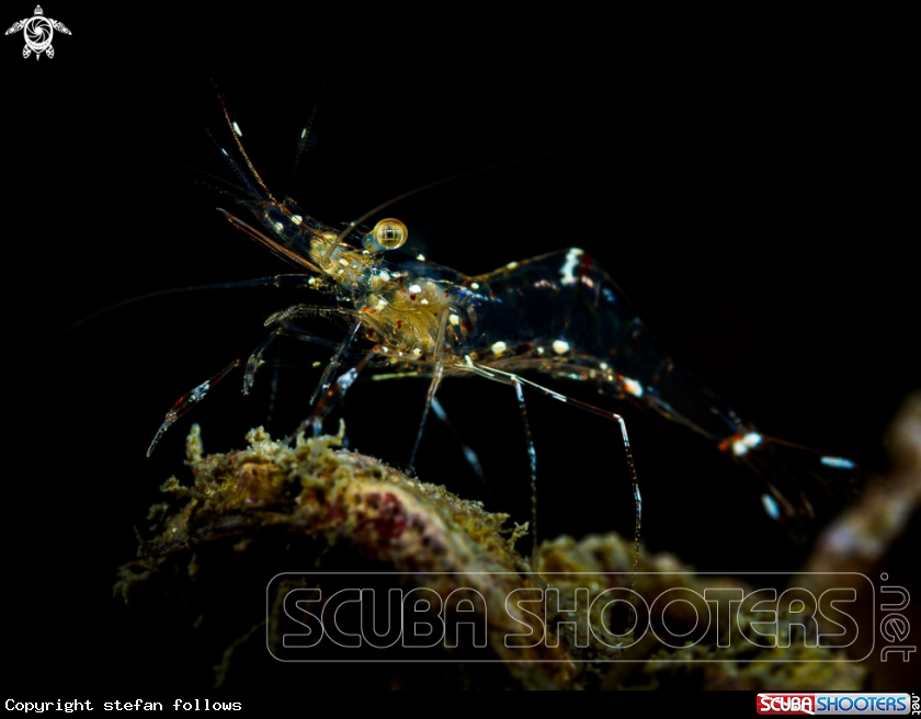 A Glass Cleaner Shrimp 
