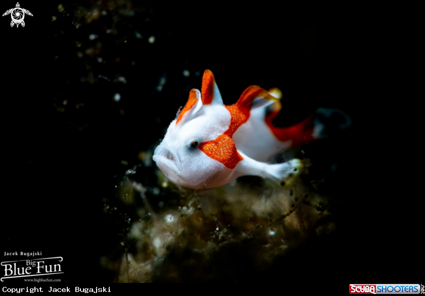 A Tiny Frogfish