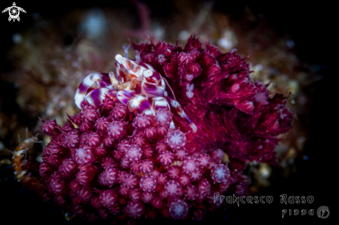 A Lissoporcellana Nakasonei | Soft Coral Porcelain Crab