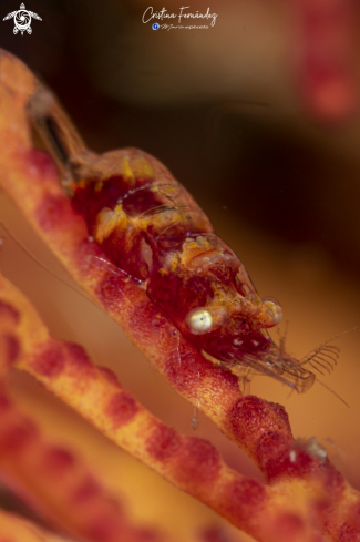 A Hamodactylus sp. | Shrimp 
