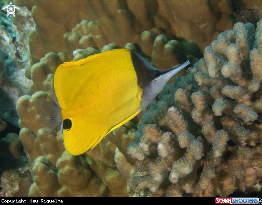 A Yellow Longnose Butterflyfish