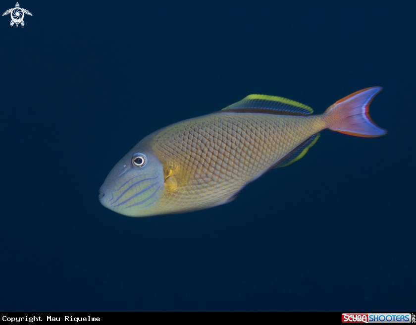 A Male Crosshatch Triggerfish