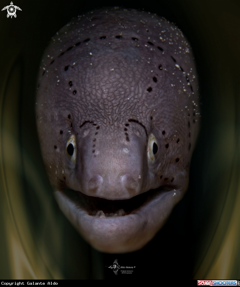 A Geometric Moray Eel