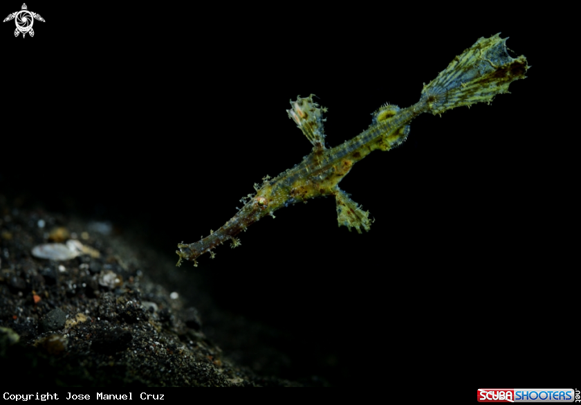 A Robust Ghostpipefish