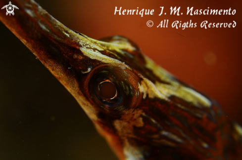 A Syngnathus acus | pipefish (marinha)