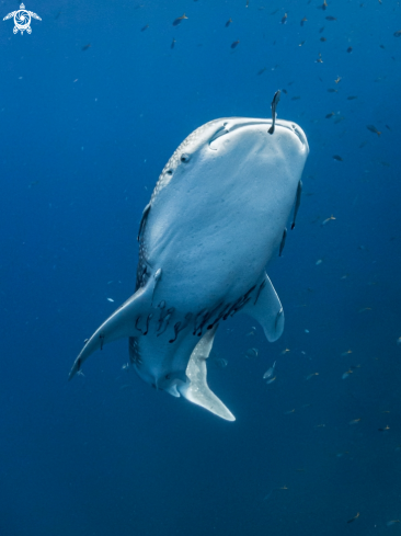 A Rhincodon typus | Whale Shark
