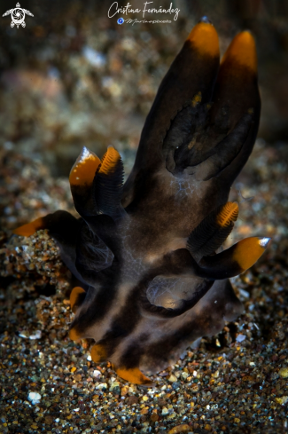 A Thecacera picta | Nudibranch